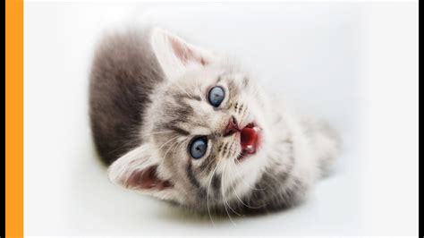 Kitten sounds - 16 Nov 2023 ... 2M Likes, 12K Comments. TikTok video from Erin Moore (@emookitkats): “But why? #kitten #screamingkitten #meow #dinnertime #dinner”. kittens ...